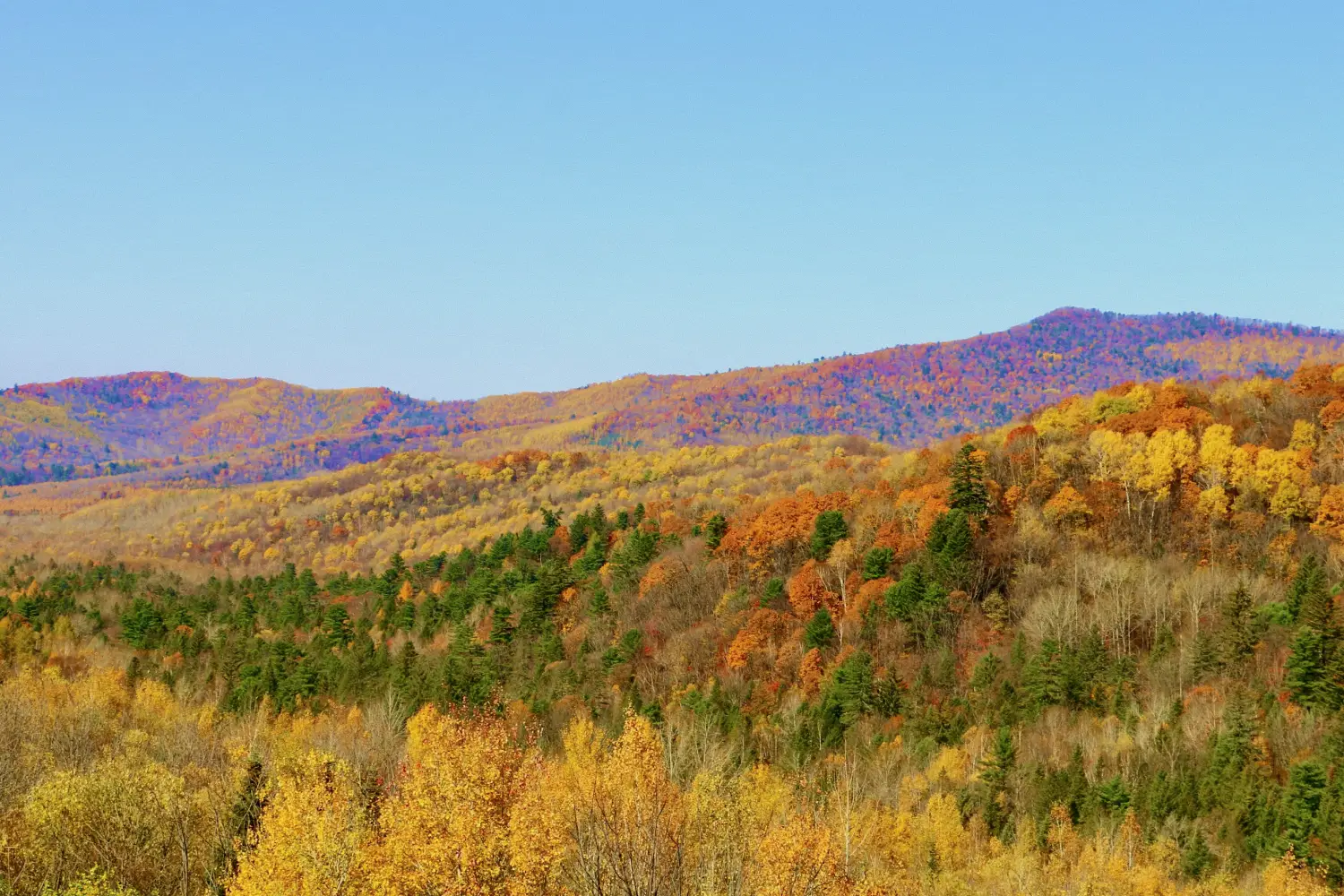 View of foliage on a hillside