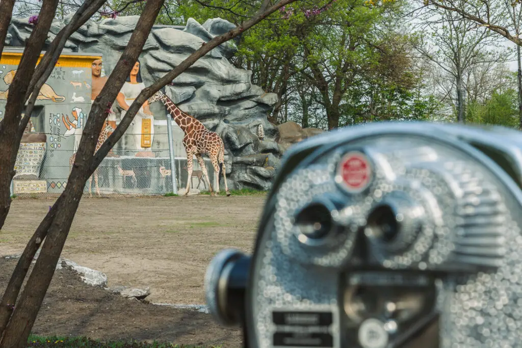 View of Tower Optical coin-operated Tap-to-pay viewers and a giraffe Coin-Operated Binocular Viewer Manufacturer
